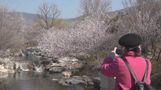 春季北京國家植物園山桃花綻放 花期可持續至五月