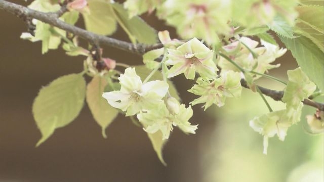 日本奈良罕見綠色櫻花「御衣黃」盛放 吸引民眾專程欣賞