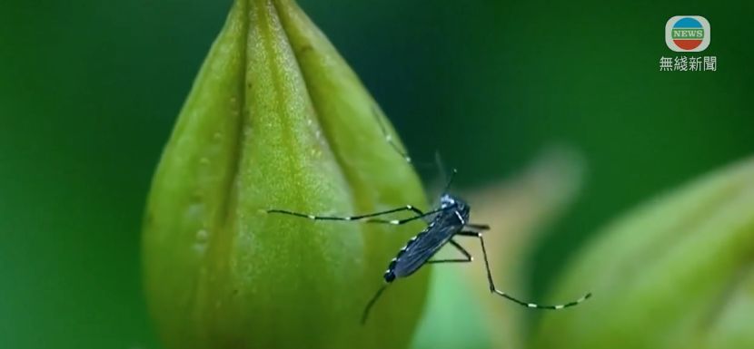 基孔肯雅熱｜教你11招防蚊＋消委會推介9種高分驅蚊劑