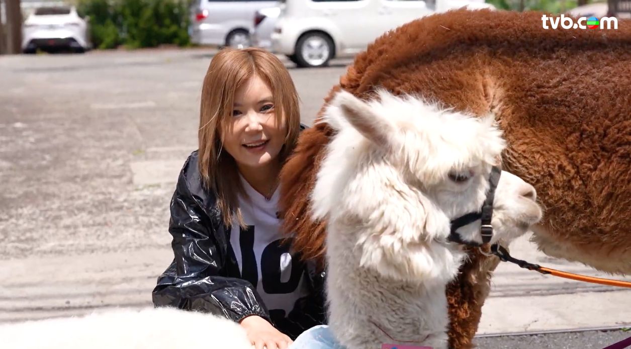 解風東京2杜如風第1集｜海鮮控必試$333重口味「痛風鍋」 帶可愛羊駝東京街頭散步 試盡47個縣味噌湯