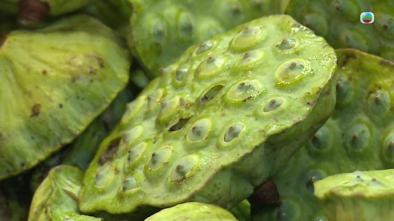 消暑湯水｜荷葉蓮蓬水鴨湯清熱解暑 肥媽教4步煲好消暑靚湯