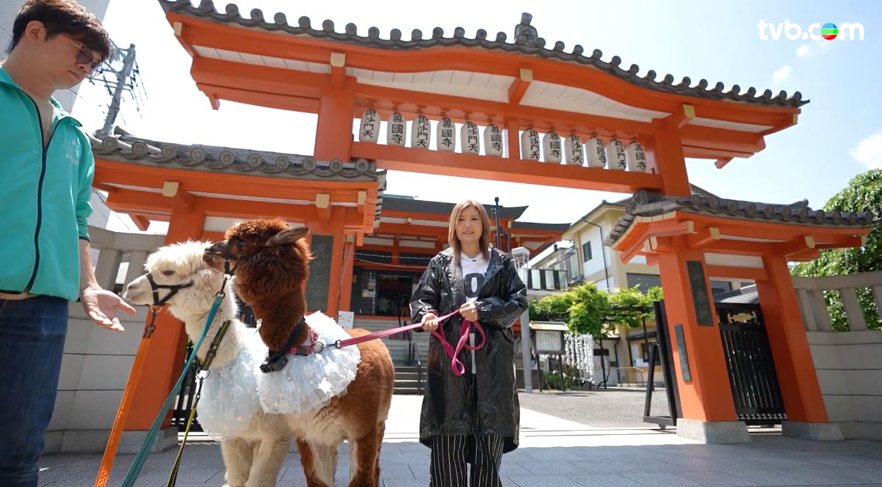 解風東京2杜如風第1集｜海鮮控必試$333重口味「痛風鍋」 帶可愛羊駝東京街頭散步 試盡47個縣味噌湯