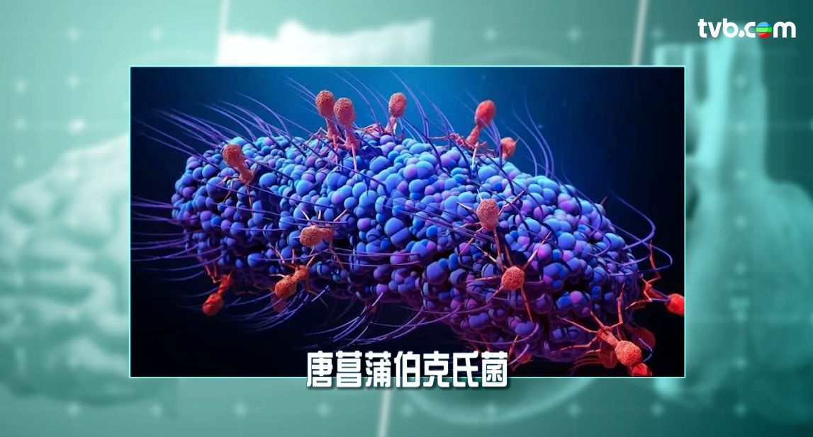 食物中毒｜食木耳、河粉致命？米酵菌酸死亡率超高 專家教浸泡木耳要這樣做！