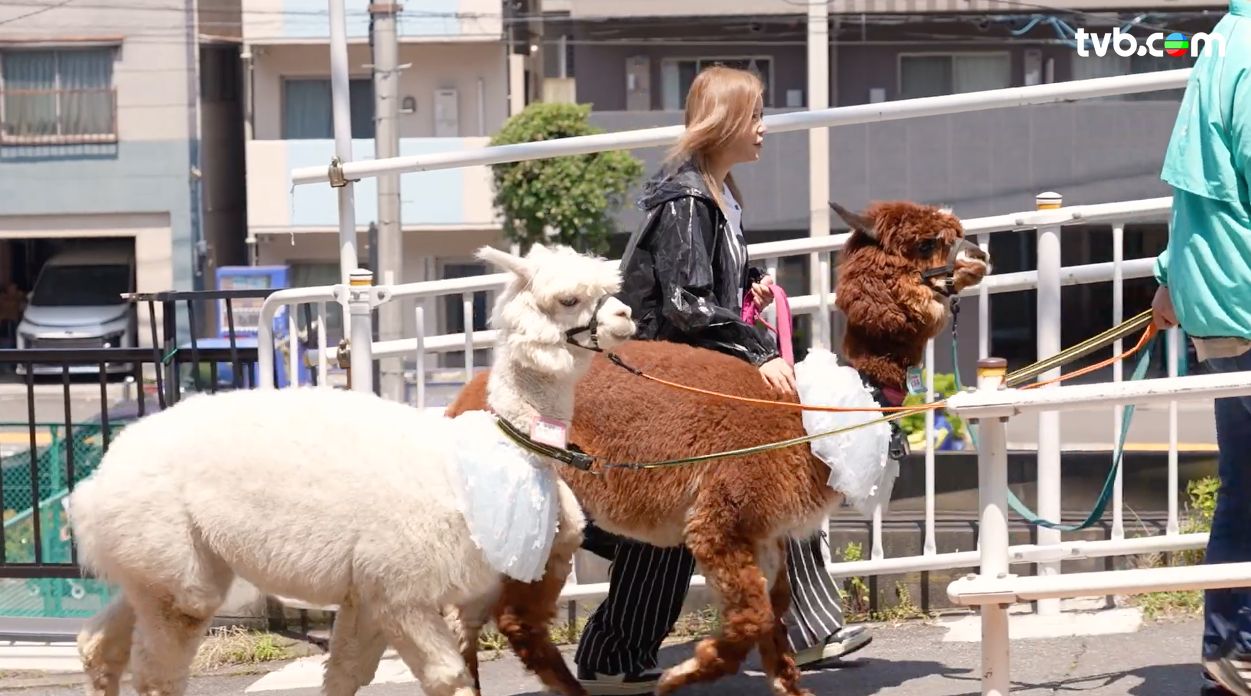 解風東京2杜如風第1集｜海鮮控必試$333重口味「痛風鍋」 帶可愛羊駝東京街頭散步 試盡47個縣味噌湯