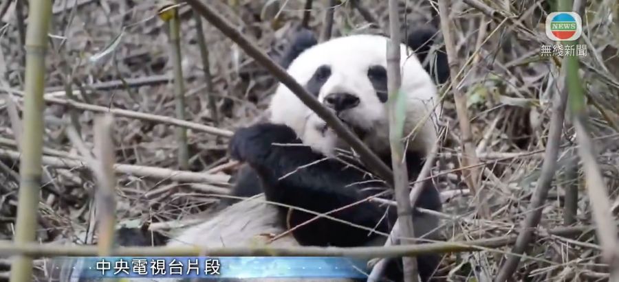 熊貓｜3隻大熊貓野外「受訓」中 學習技能後可放歸自然 成績不達標會怎樣？