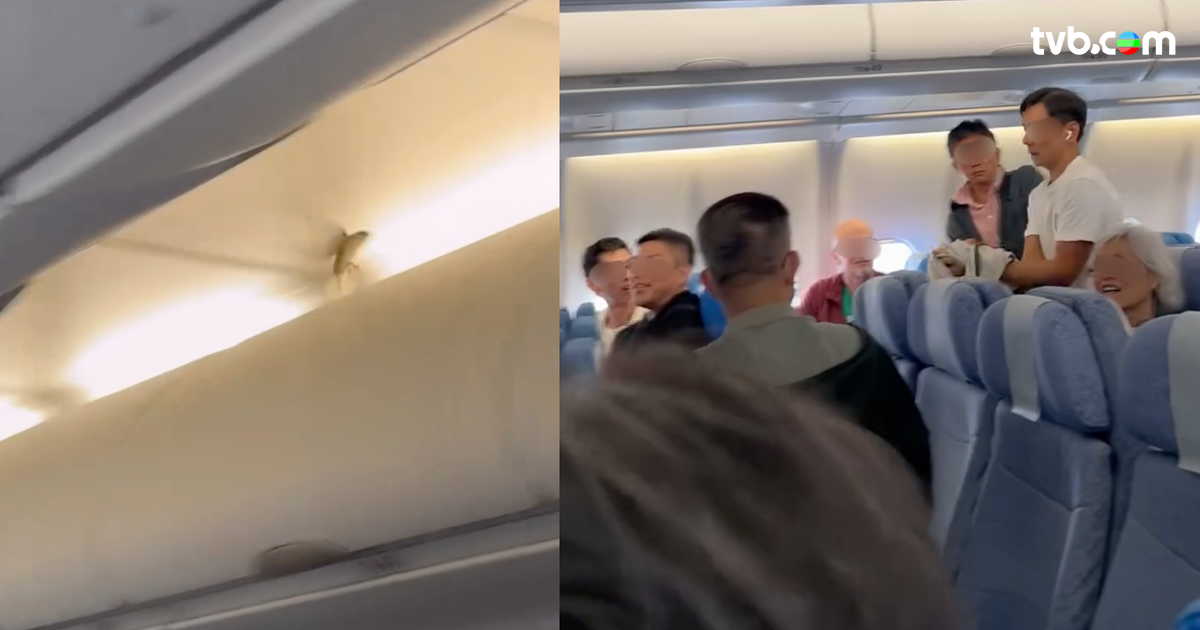 雀仔闖入客機機艙！香港飛高雄延誤35分鐘 捉鳥一刻全機拍手歡呼 | TVB 無綫電視