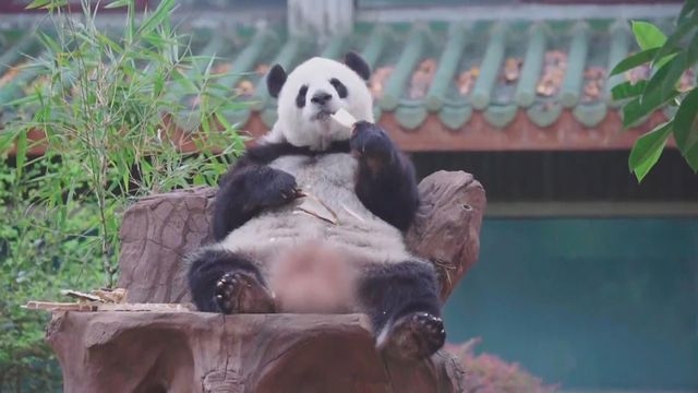 廣州動物園大熊貓雅一「復工」 大批遊客排隊等候探望