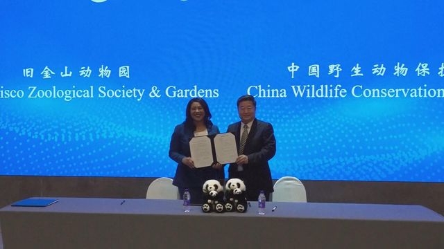 中國擬明年租借一對大熊貓予三藩市