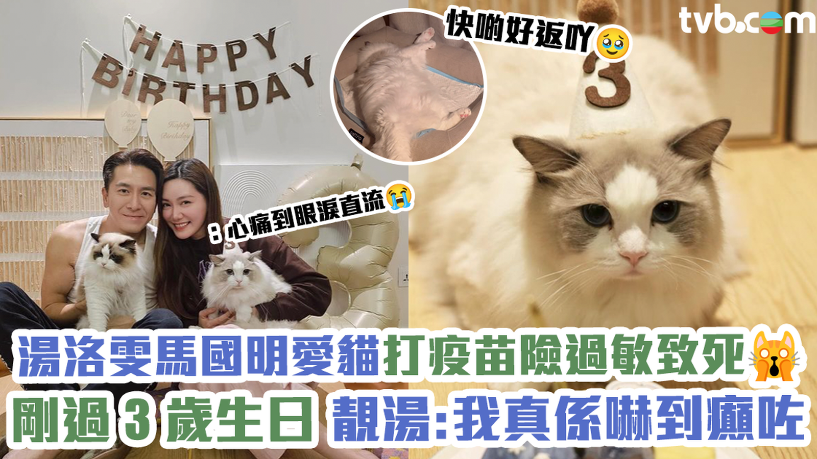 湯洛雯馬國明愛貓打疫苗險過敏致死 日前剛過完3歲生日 靚湯：我真係嚇到癲咗