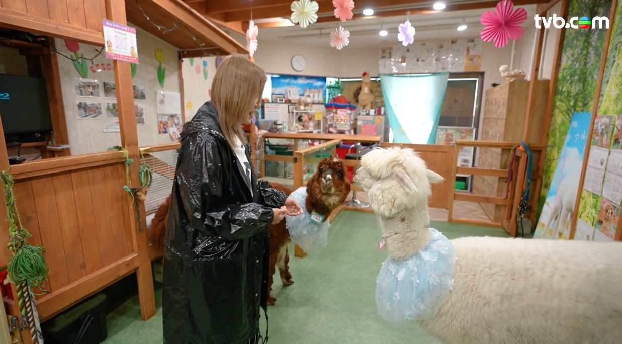 解風東京2杜如風第1集｜海鮮控必試$333重口味「痛風鍋」 帶可愛羊駝東京街頭散步 試盡47個縣味噌湯