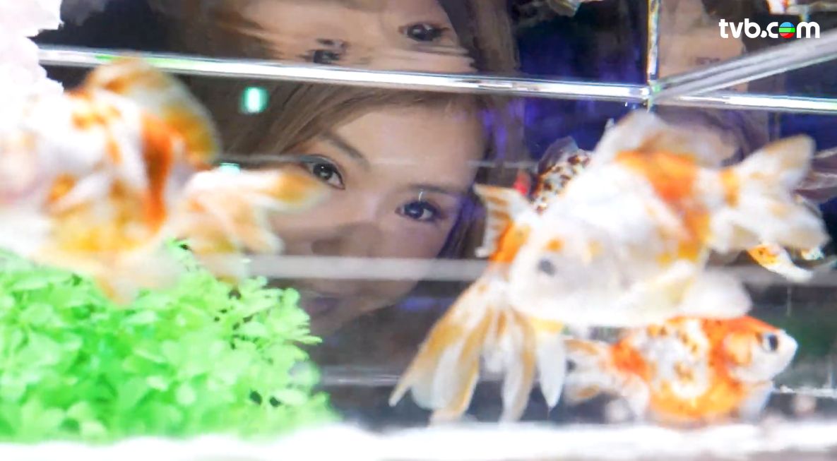 解風東京2杜如風第7集｜水產美食區食生蠔扇貝大拖羅＋免費足湯  打卡必去夢幻金魚美術館