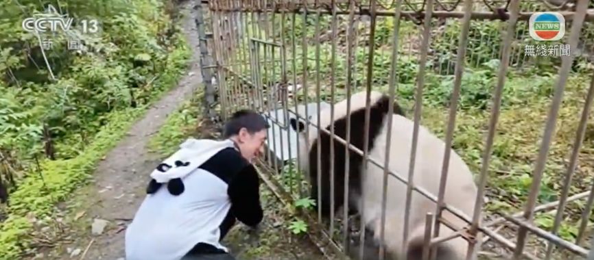 熊貓｜3隻大熊貓野外「受訓」中 學習技能後可放歸自然 成績不達標會怎樣？