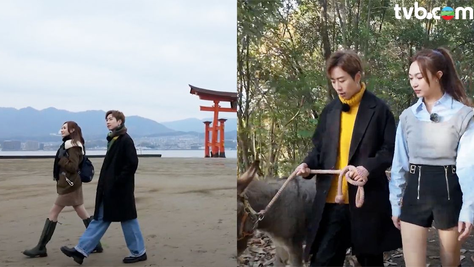 動物森友島第8集｜ 退潮近距離觀賞神聖大鳥居 造訪牧場體驗帶野驢散步