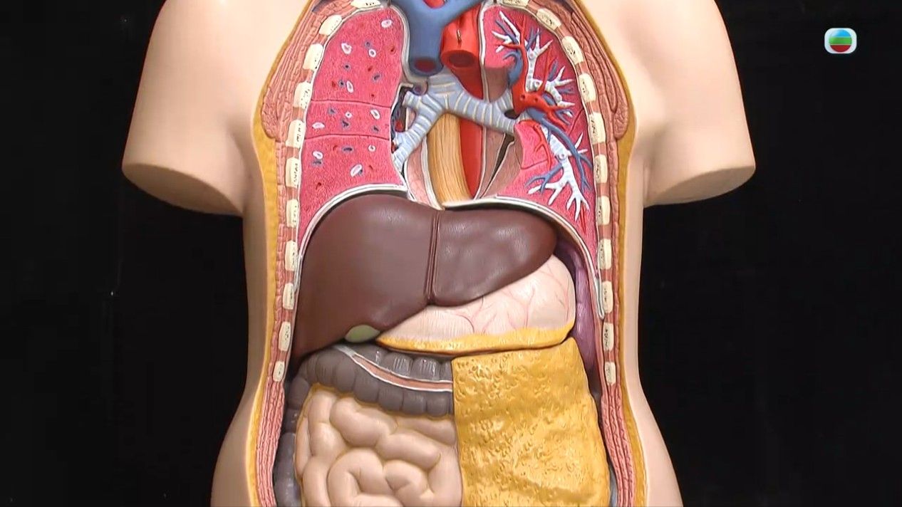 胃癌｜胃部不適、體重驟降小心是胃癌 醫生揭3大高危人士 胃部切除後5大注意點
