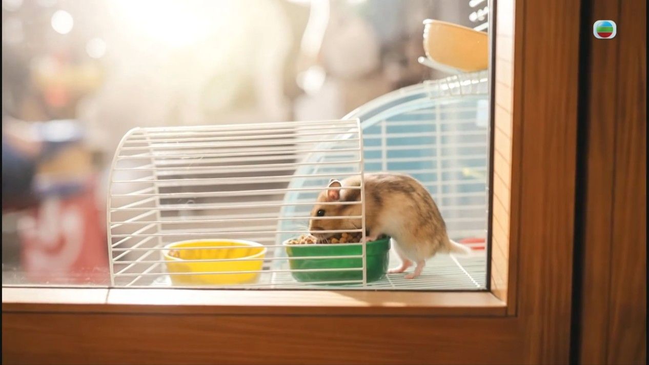 過敏性休克｜女子被寵物咬傷竟致命 專家親解過敏性休克4大症狀 被動物咬傷可怎樣做？