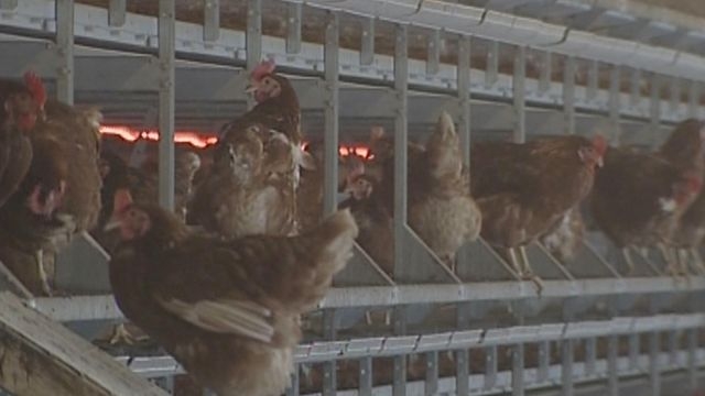 世衞專家警告H5N1禽流感病毒不斷變異 不排除出現人傳人大流行