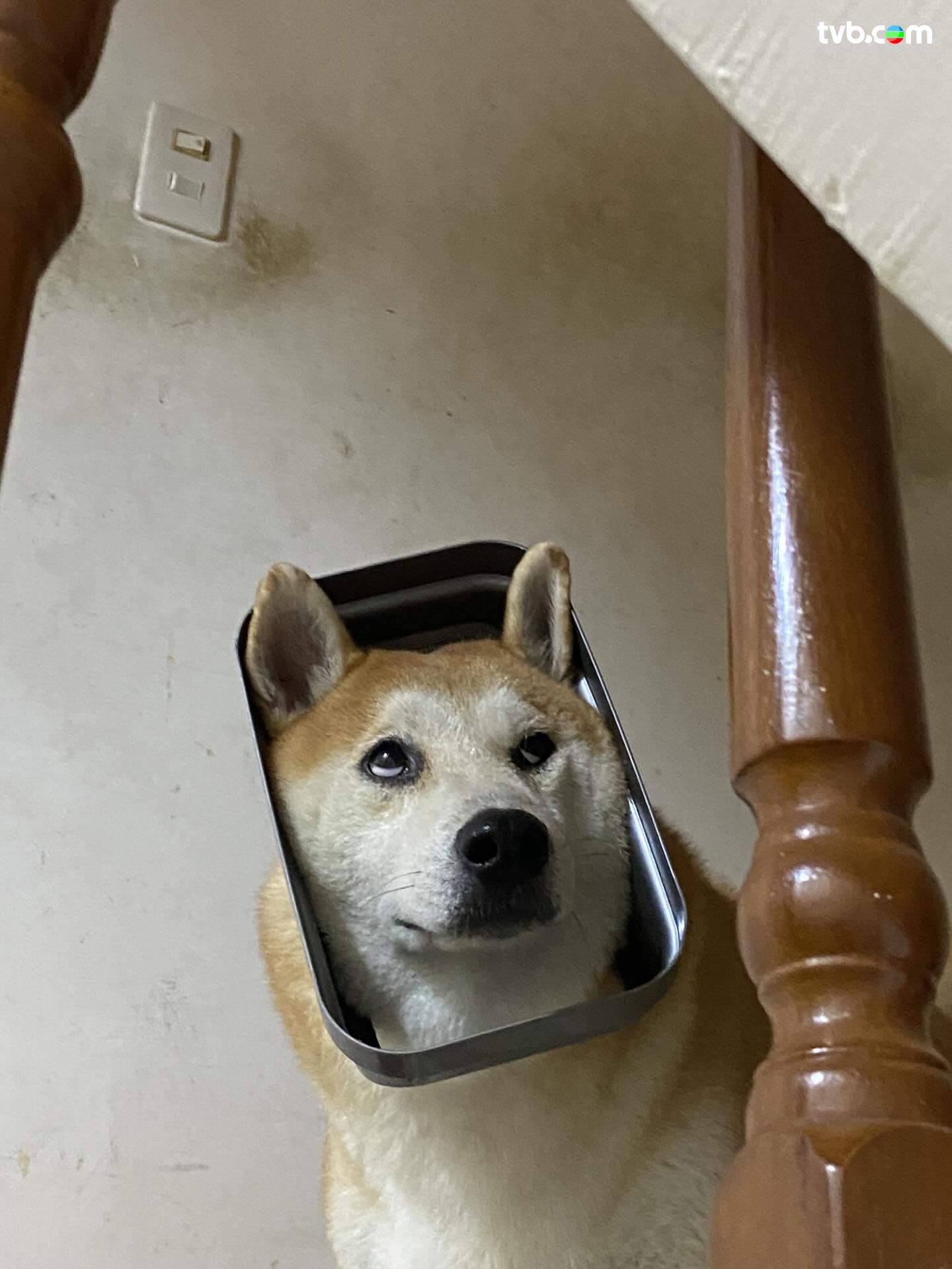 小柴犬頭卡垃圾桶蓋求救勁爆笑！ 網民狂貼多張狗仔百厭圖輯洗版飼主分享：狗跟小孩安靜就出事！ | TVB 無綫電視