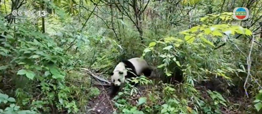 熊貓｜3隻大熊貓野外「受訓」中 學習技能後可放歸自然 成績不達標會怎樣？