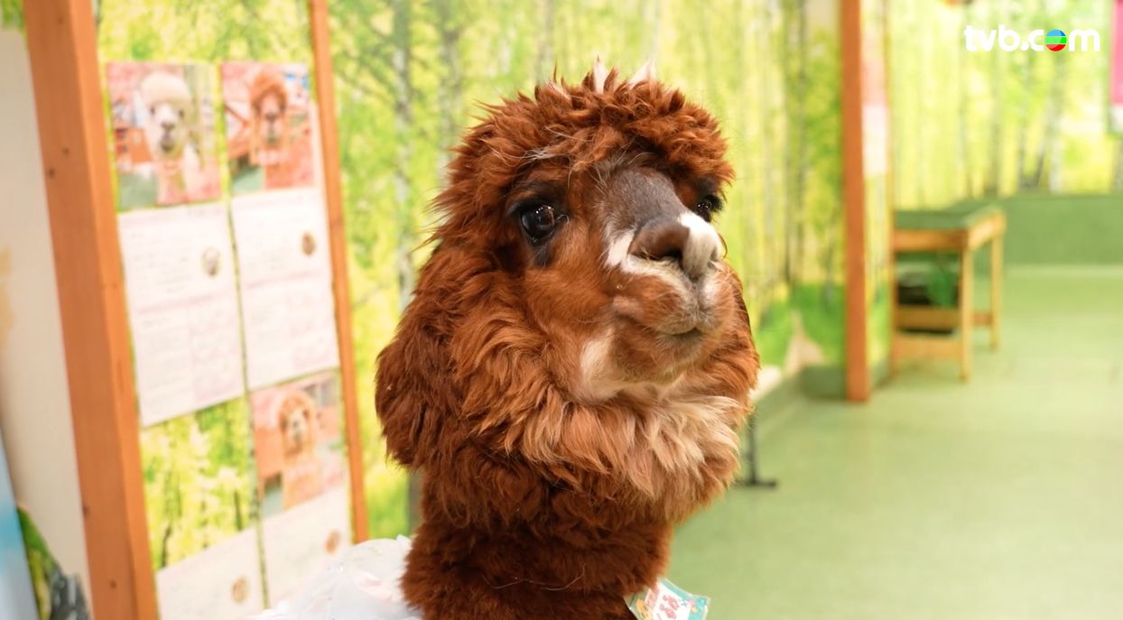 解風東京2杜如風第1集｜海鮮控必試$333重口味「痛風鍋」 帶可愛羊駝東京街頭散步 試盡47個縣味噌湯