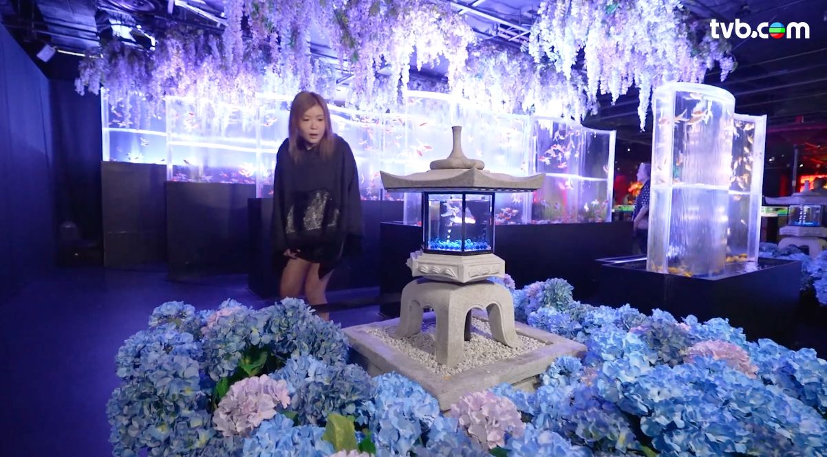 解風東京2杜如風第7集｜水產美食區食生蠔扇貝大拖羅＋免費足湯  打卡必去夢幻金魚美術館